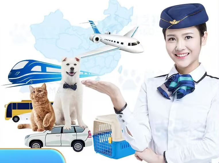 装在航空箱里等待托运的小狗